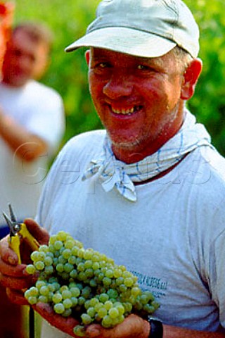 Moscato grape harvest of La Spinetta   Castagnole Lanze Piemonte Italy