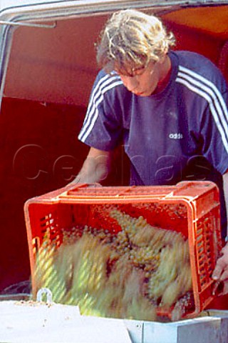 Moscato grape harvest of La Spinetta   Castagnole Lanze Piemonte Italy