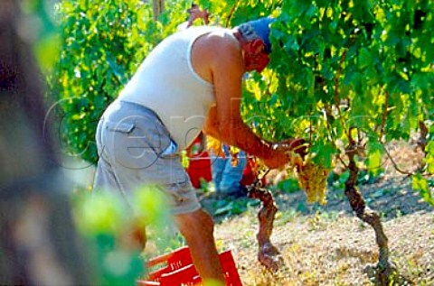 Harvesting Moscato grapes in vineyard of   La Spinetta Castagnole Lanze Piemonte   Italy