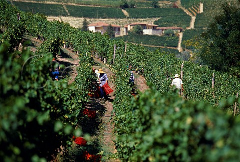 Harvesting Moscato grapes in vineyard of   La Spinetta Castagnole Lanze Piemonte   Italy