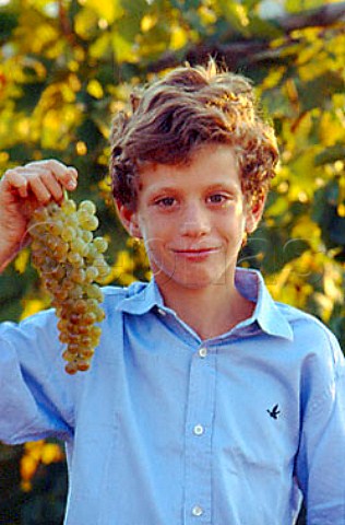 Son of Umberto Lombardini with bunch of   Cortese grapes  La Giustiniana Gavi   Piemonte Italy