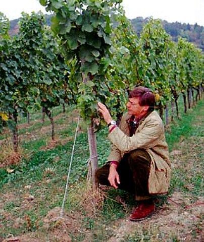 Christian von Guradze winemaker at   Weingut Dr BrklinWolf inspecting Riesling grapes  in Rechbchel Einzellage Wachenheim Pfalz Germany