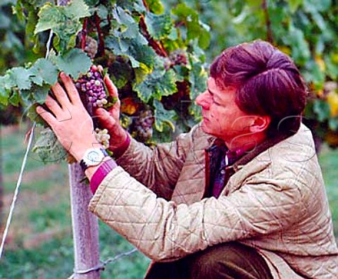 Christian von Guradze winemaker at   Weingut Dr BrklinWolf inspecting Riesling grapes   in Rechbchel Einzellage Wachenheim Pfalz Germany