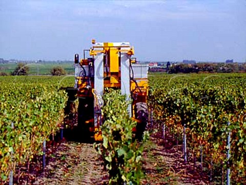 Machine harvesting in Herrgottsacker einzellage   Deidesheim Pfalz Germany