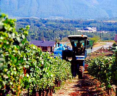 Mechanical harvesting in Gamay vineyard above the   Combe de Savoie near Cruet Savoie France