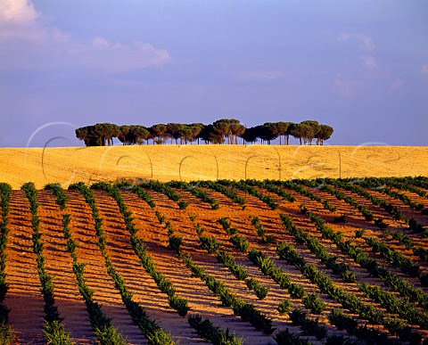 Vineyard at Morales de Toro Castilla y Len Spain  Toro