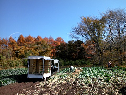 Harvesting cabbages on a small family run farm   Karuizawa NaganoKen Japan