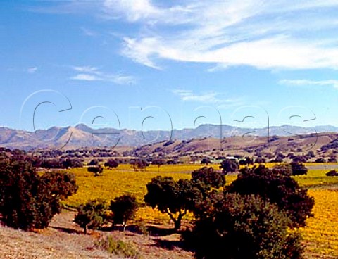 Autumnal vineyards of Firestone with the San Raphael   Mountains in the distance   Los Olivos Santa Barbara Co California    Santa Ynez Valley AVA