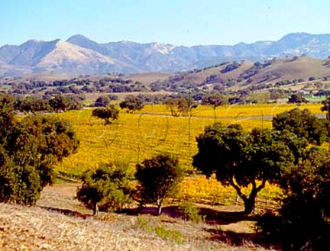 Autumnal vineyards of Firestone with the San Raphael   Mountains in the distance   Los Olivos Santa Barbara Co California    Santa Ynez Valley AVA