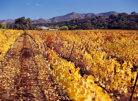 Autumnal vineyard by the Fess Parker winery   Santa Ynez Santa Barbara Co California    Santa Ynez Valley AVA