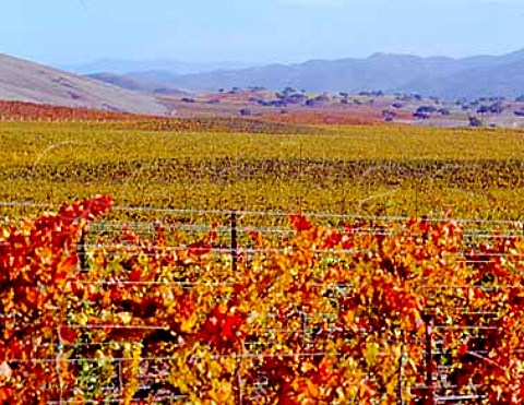 Premier Coastal Vineyard Santa Maria   Santa Barbara Co California    Santa Barbara Co AVA