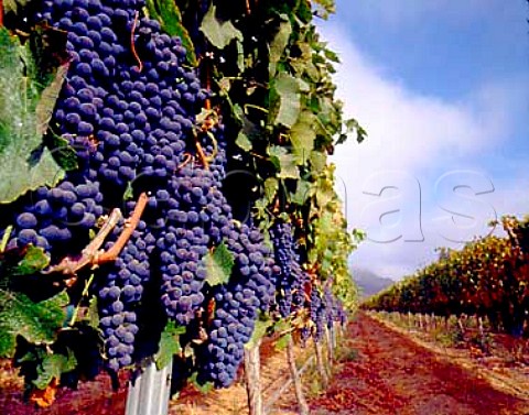 Refosco grapes of Au Bon Climat in the Bien Nacido   vineyard Santa Maria Santa Barbara Co   California   Santa Maria Valley AVA