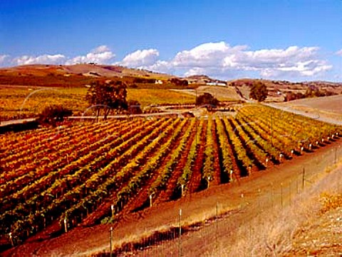 Autumnal Meeker Family Vineyard at the foot of the   Cholame Hills Paso Robles San Luis Obispo Co   California   Paso Robles AVA