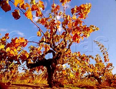 100year old Zinfandel vines in Carlas Vineyard    the grapes from which are bought by Rosenblum   Cellars   Antioch Alameda Co California