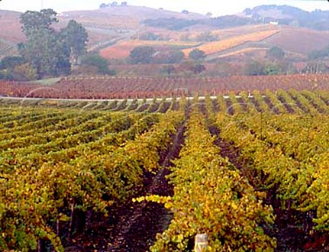 Morning fog lifting over autumnal vineyard in the   Carneros district Sonoma Co California   Carneros AVA