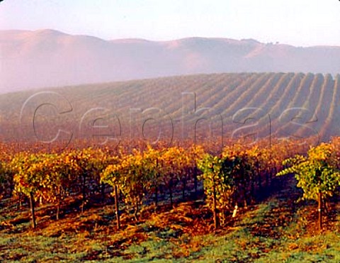 Morning fog lifting over autumnal vineyard in the   Carneros district Napa Co California   Carneros AVA