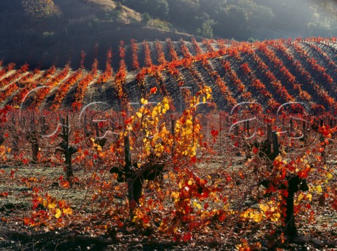 Old Zinfandel vines in Rattlesnake Acres Vineyard Calistoga Napa Valley California