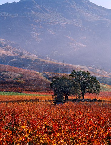 Oak trees in autumnal Cabernet Sauvignon vineyard   along the Silverado Trail Yountville Napa Co   California