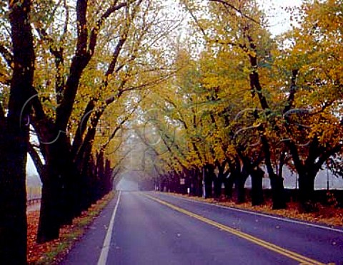 Historic avenue of trees on Highway 29 outside  Beringer winery St Helena Napa Valley California