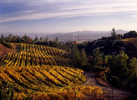 Autumnal vineyards north of Healdsburg Sonoma Co   California    Alexander Valley AVA