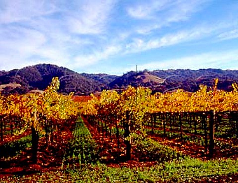 Autumnal Cabernet Sauvignon vineyard of Silver Oak   Cellars near Healdsburg Sonoma Co California    Alexander Valley AVA