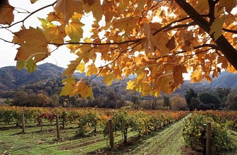 Autumnal Maple tree by organic Cabernet   Sauvignon vineyard of Bonterra Ukiah   Mendocino Co California