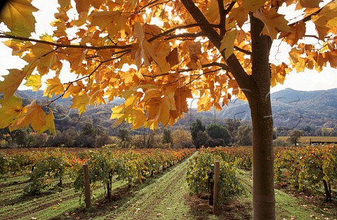 Autumnal Maple tree by organic Cabernet   Sauvignon vineyard of Bonterra Ukiah   Mendocino Co California