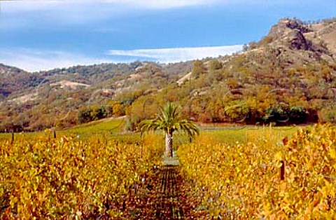 Palm tree in autumnal organic   Cabernet Sauvignon vineyard of Bonterra   Ukiah Mendocino Co California