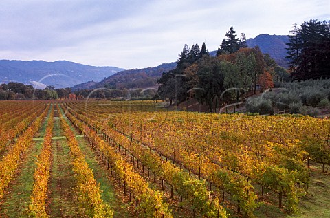 Organic Merlot vineyard of Bonterra   Ukiah Mendocino Co California