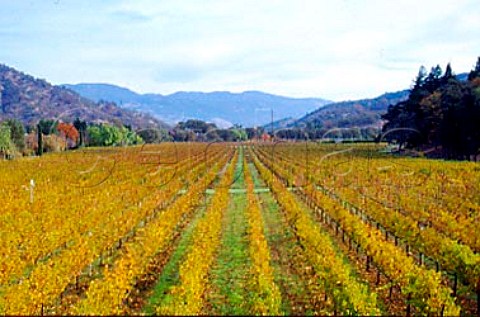 Organic Merlot vineyard of Bonterra   Ukiah Mendocino Co California