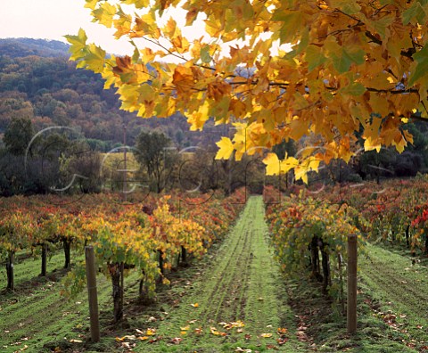 Autumnal Maple tree by organic Cabernet Sauvignon   vineyard of Bonterra Ukiah Mendocino Co   California