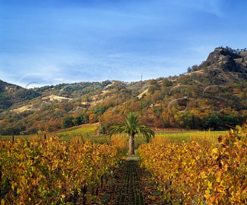 Palm tree in autumnal organic Cabernet Sauvignon   vineyard of Bonterra Ukiah Mendocino Co   California