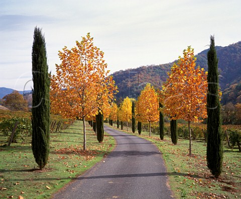 Autumnal Maple trees line road through   Cabernet Sauvignon vineyard of Bonterra   Ukiah Mendocino Co California