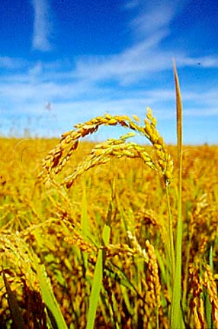 Rice growing in field   Vercelli Piemonte Italy