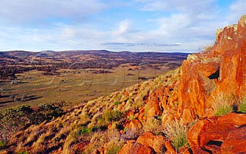 Spinifex grass Gawler Ranges South Australia