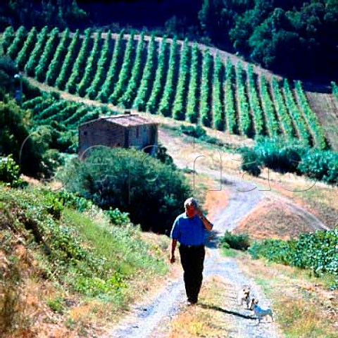 Nicol Incisa della Rocchetta walking in vineyard of   Sassicaia Bolgheri Tuscany Italy