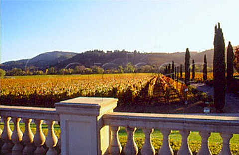 Autumnal vineyard by gardens of   FerrariCarano winery Healdsburg   Sonoma Co California   Dry Creek Valley AVA