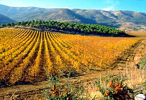 Autumnal vineyard of Chateau Kefraya at   Kefraya in the Bekaa Valley Lebanon