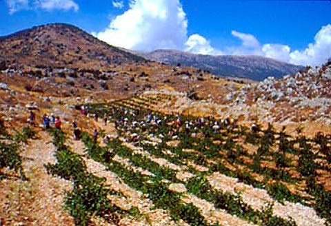 Vineyard of Chateau Kefraya at Kefraya   in the Bekaa Valley Lebanon