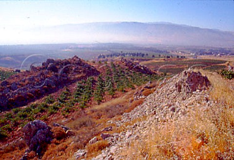 Vineyard of Chateau Kefraya at Kefraya   in the Bekaa Valley Lebanon