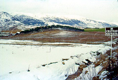 Snow in vineyard of Chateau Kefraya at   Kefraya in the Bekaa Valley Lebanon