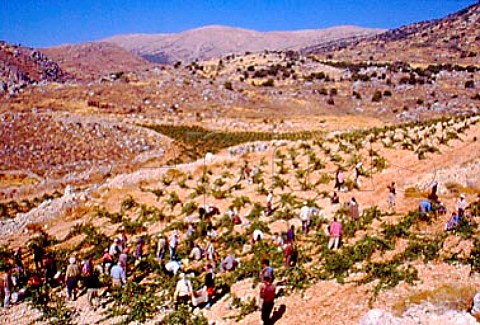 Harvesting in vineyard of   Chateau Kefraya at Kefraya in the   Bekaa Valley Lebanon