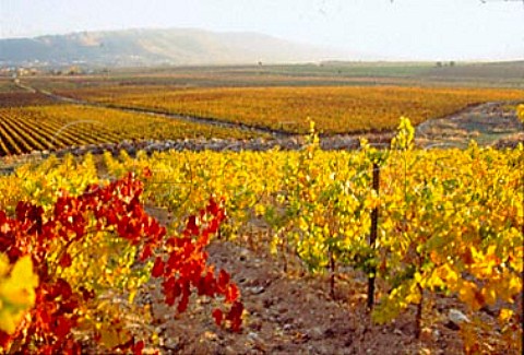 Autumn colours in the Khorbet Kanafer   vineyard of Chateau Ksara in the   Bekaa Valley Lebanon