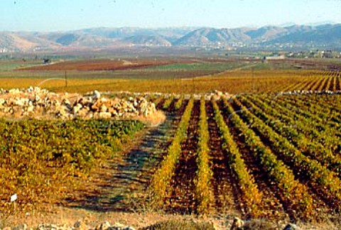 Autumn colours in the Khorbet Kanafer   vineyard of Chateau Ksara in the   Bekaa Valley Lebanon