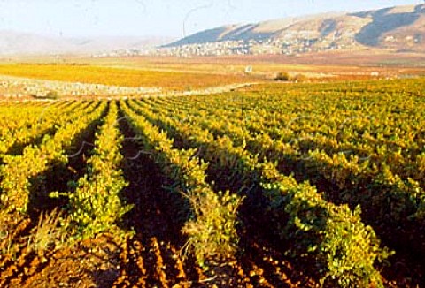 Autumn colours in the Khorbet Kanafer   vineyard of Chateau Ksara in the   Bekaa Valley Lebanon