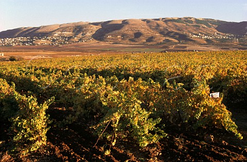 Autumnal Chardonnay vines in the Khorbet   Kanafer vineyard of Chateau Ksara in the   Bekaa Valley Lebanon