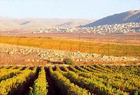 Autumn colours in the Khorbet Kanafer   vineyard of Chateau Ksara in the   Bekaa Valley Lebanon