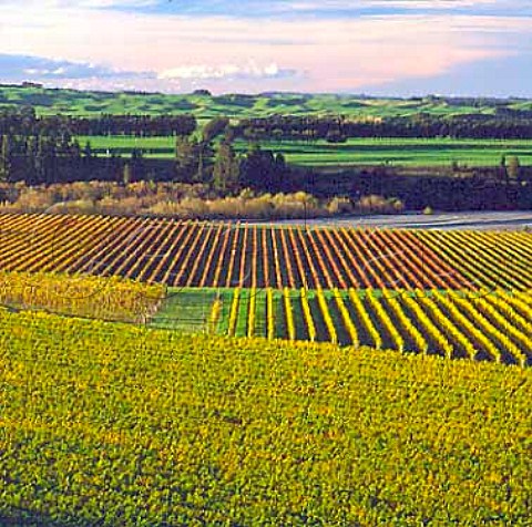 Riverview Vineyard of Morton Estate by the   Ngaruroro River near Hastings New Zealand   Hawkes Bay