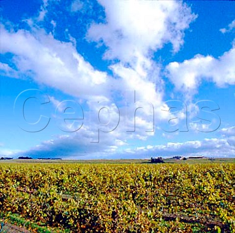 Kemblefield Winery viewed over autumnal vineyard   Mangatahi New Zealand   Hawkes Bay