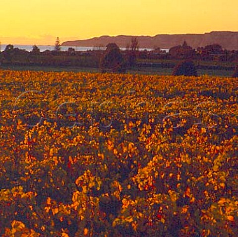 Cape View vineyard  a grower for Montana  with   Cape Kidnappers beyond Te Awanga   New Zealand     Hawkes Bay